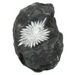 Flower Stone